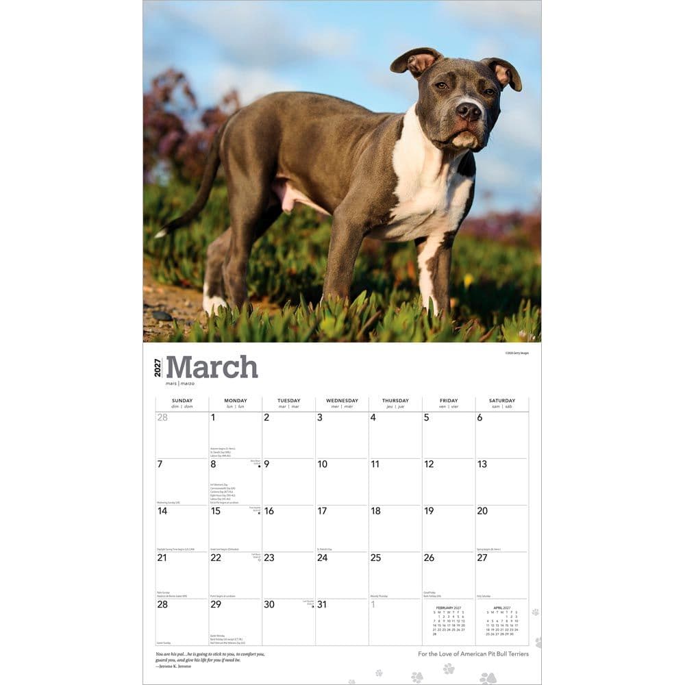 Pit Bull Terriers 2027 Deluxe Wall Calendar Second Alternate Image