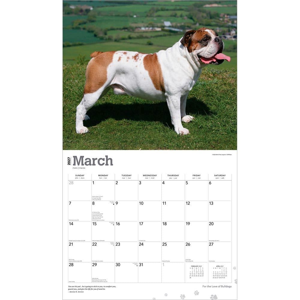 Bulldogs 2027 Deluxe Wall Calendar Second Alternate Image