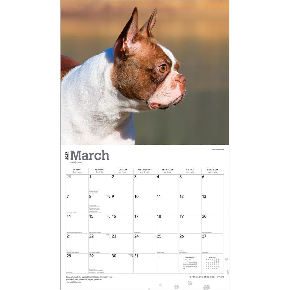 Boston Terriers 2027 Deluxe Wall Calendar Second Alternate Image