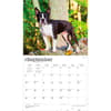 image Boston Terriers 2027 Deluxe Wall Calendar Third Alternate Image