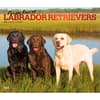 image Lab Retrievers 2027 Deluxe Wall Calendar Main Product Image