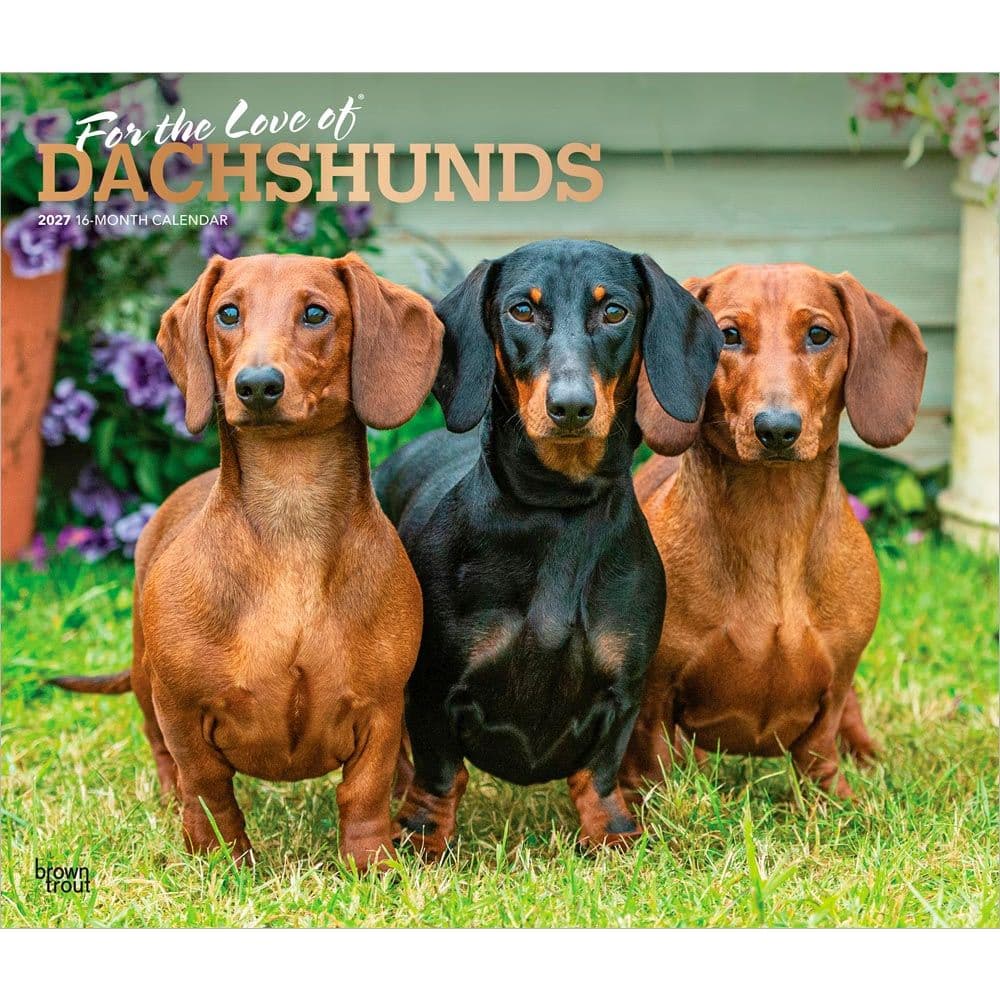 Dachshunds 2027 Deluxe Wall Calendar Main Product Image