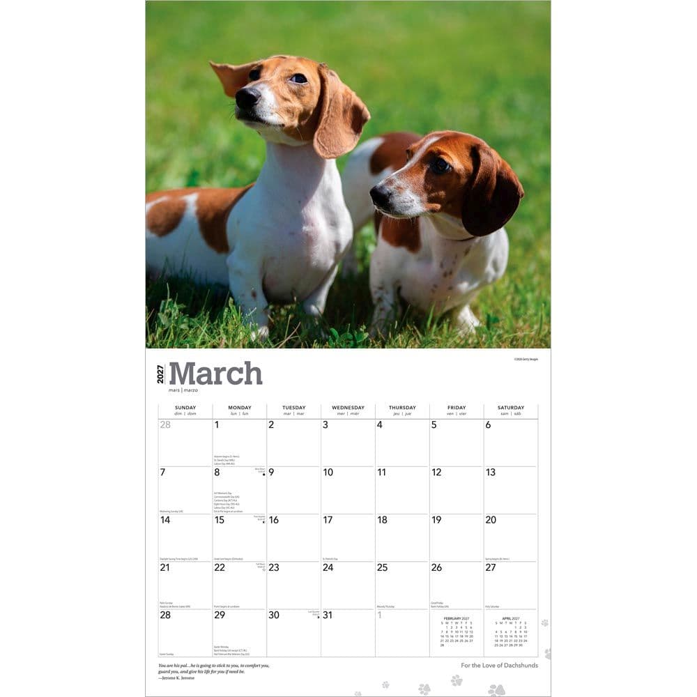 Dachshunds 2027 Deluxe Wall Calendar Second Alternate Image