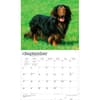image Dachshunds 2027 Deluxe Wall Calendar Third Alternate Image