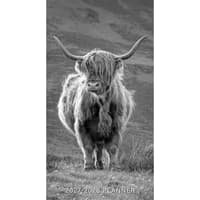 image Highland Cows Black &amp; White 2027 2 Year Pocket Planner Main Product Image