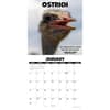 image Dumbass Animals 2027 Wall Calendar Second Alternate Image