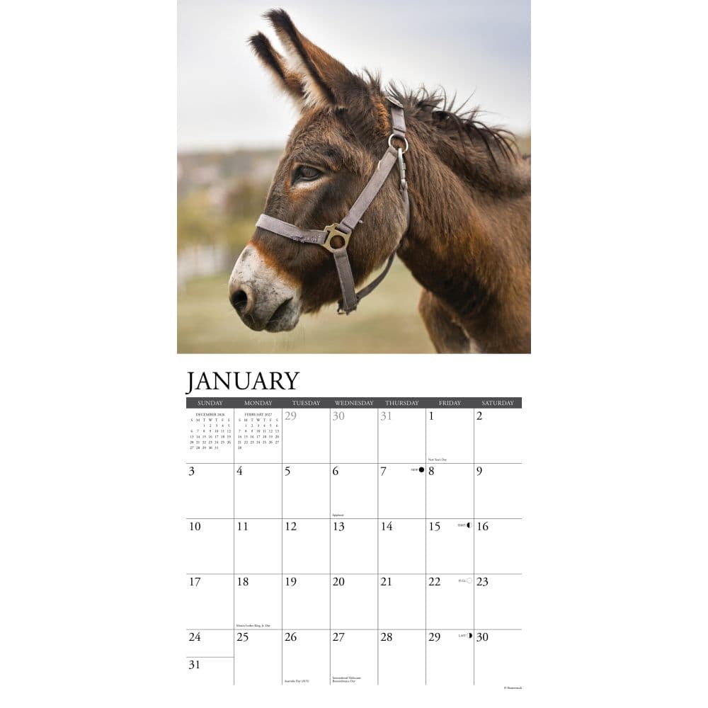 Donkeys 2027 Wall Calendar Second Alternate Image