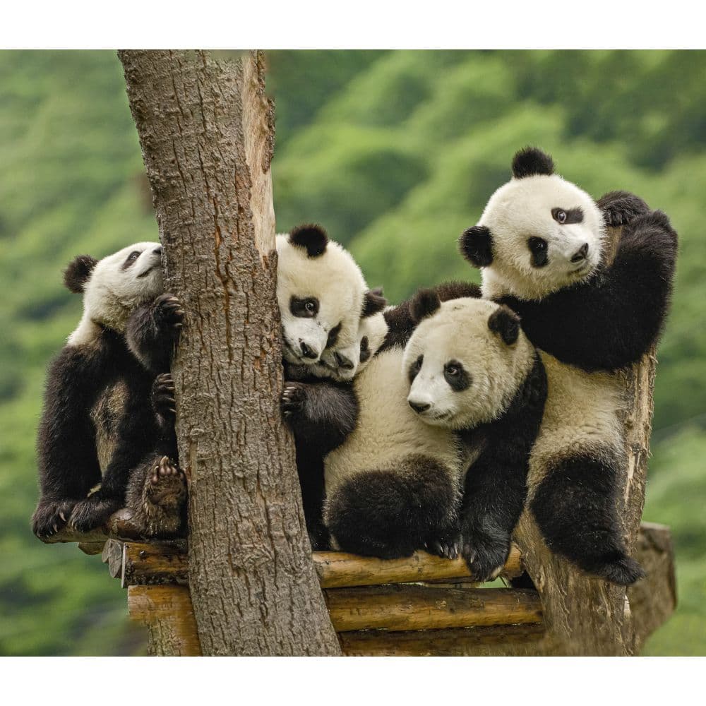 Giant Pandas WWF 2024 Wall Calendar Alternate Image 3