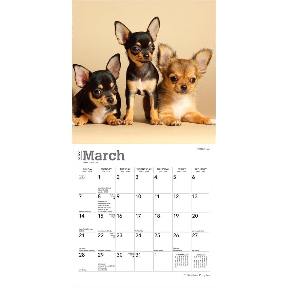 Chihuahua Puppies 2027 Mini Wall Calendar Second Alternate Image