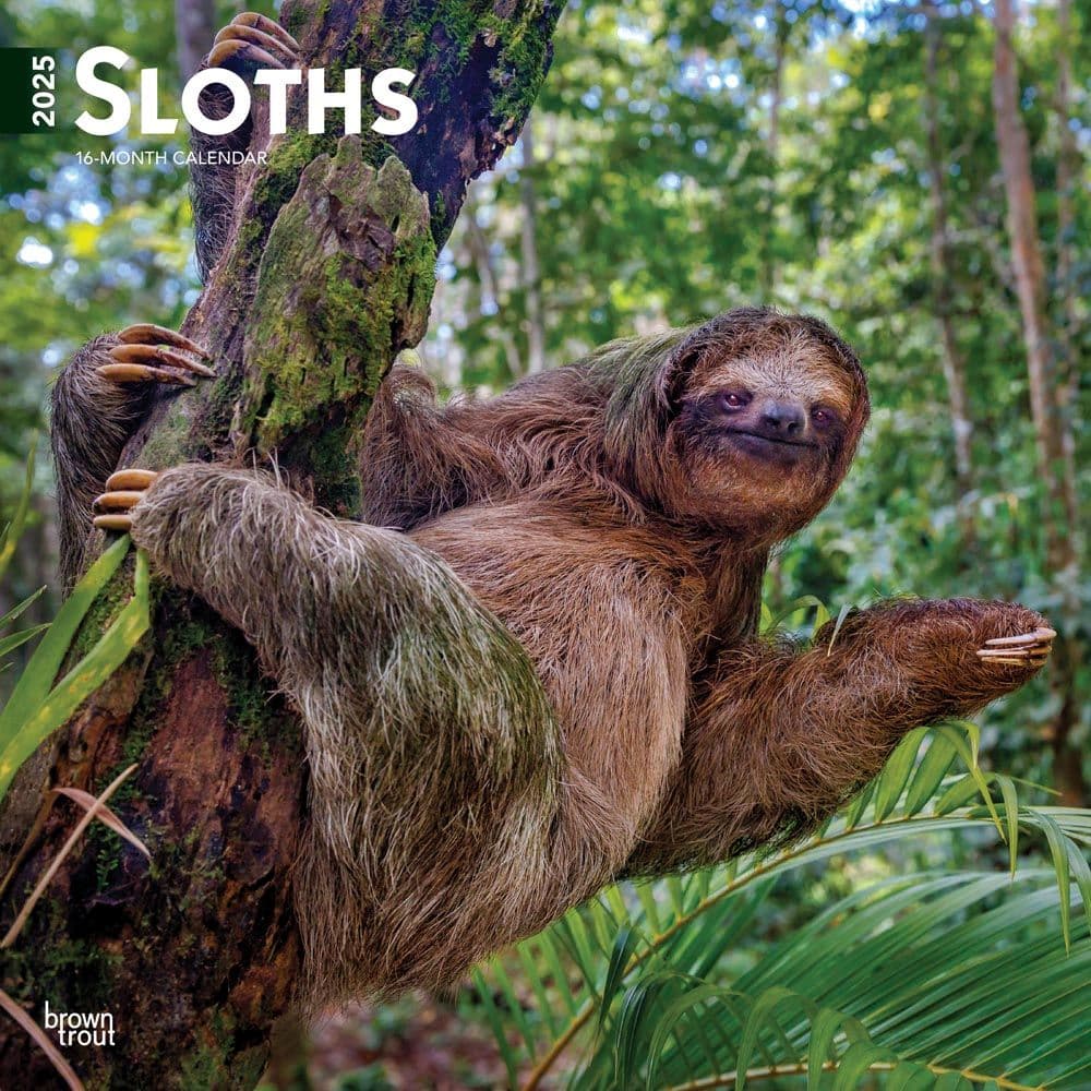 Sloths 2025 Wall Calendar Main Product Image width=&quot;1000&quot; height=&quot;1000&quot;