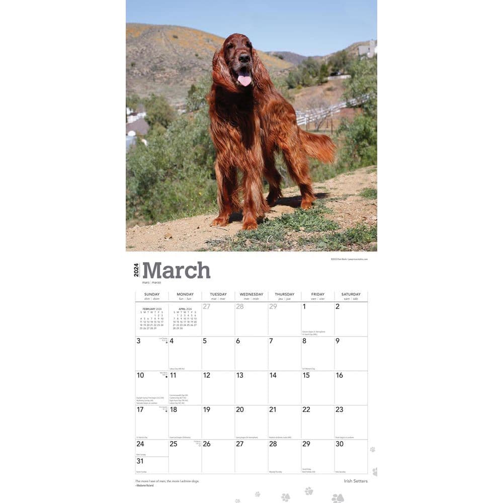 Irish Setters 2024 Wall Calendar