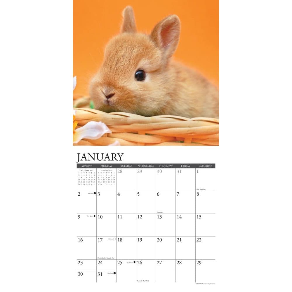 Bunnies 2022 Wall Calendar - Calendars.com