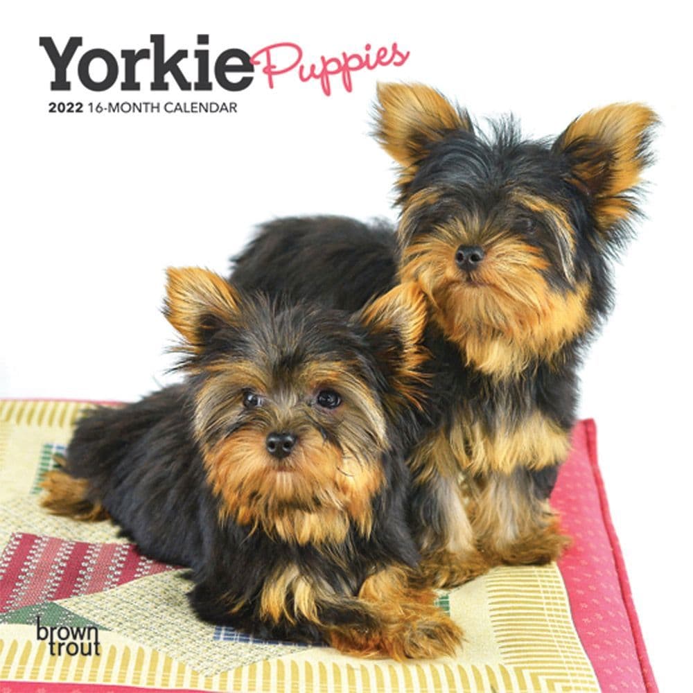 Yorkshire Terrier Puppies 2022 Mini Wall Calendar