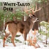 image White Tailed Deer 2024 Wall Calendar Main Product Image width=&quot;1000&quot; height=&quot;1000&quot;