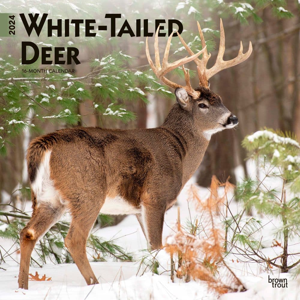 White Tailed Deer 2024 Wall Calendar Main Product Image width=&quot;1000&quot; height=&quot;1000&quot;