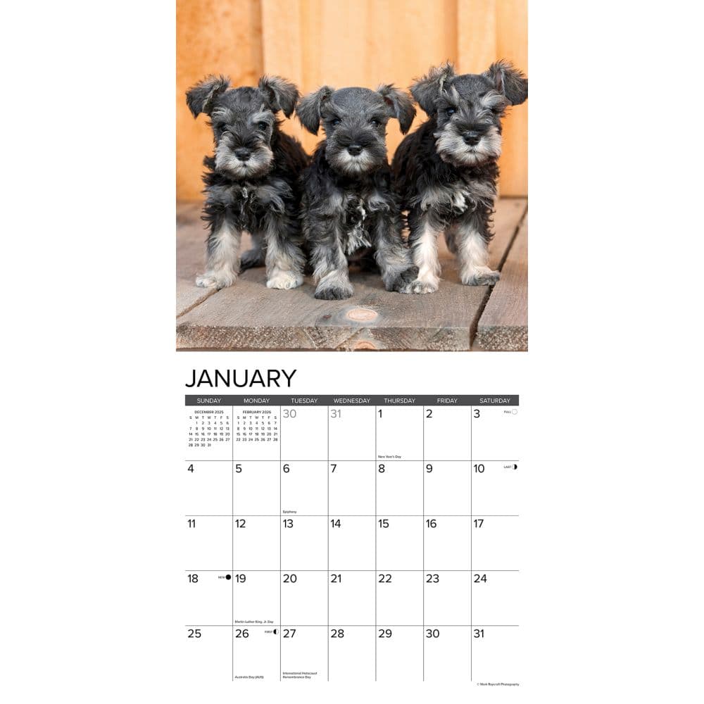 Just Miniature Schnauzers 2026 Wall Calendar Second Alternate Image
