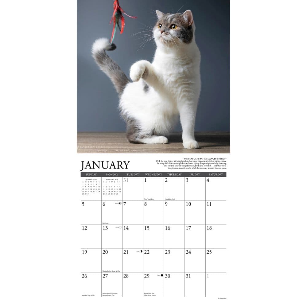 Why Cats Do That 2025 Wall Calendar Second Alternate Image width=&quot;1000&quot; height=&quot;1000&quot;