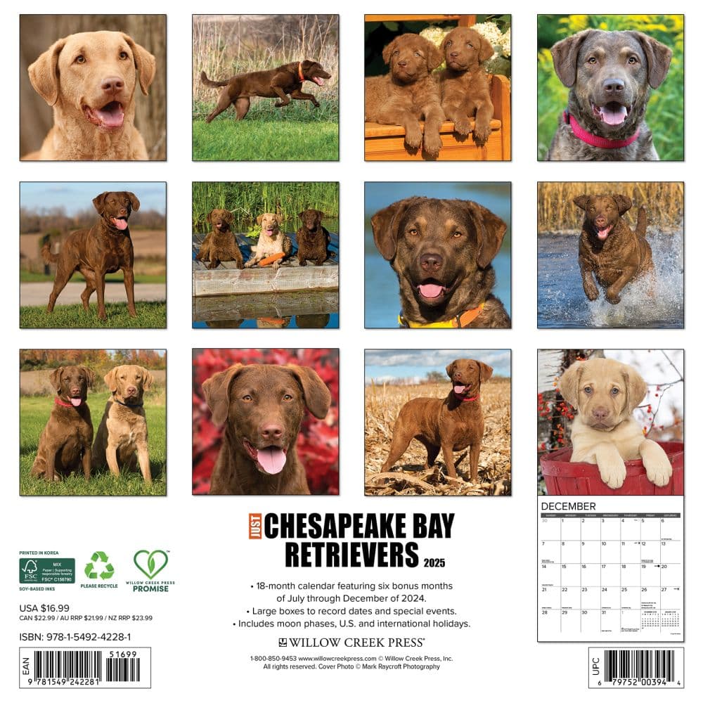 Just Chesapeake Bay Retrievers 2025 Wall Calendar First Alternate Image width=&quot;1000&quot; height=&quot;1000&quot;