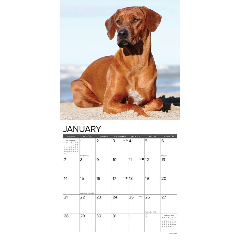 Just Rhodesian Ridgebacks 2024 Wall Calendar