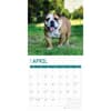 image Bulldogs 2025 Wall Calendar Second Alternate Image