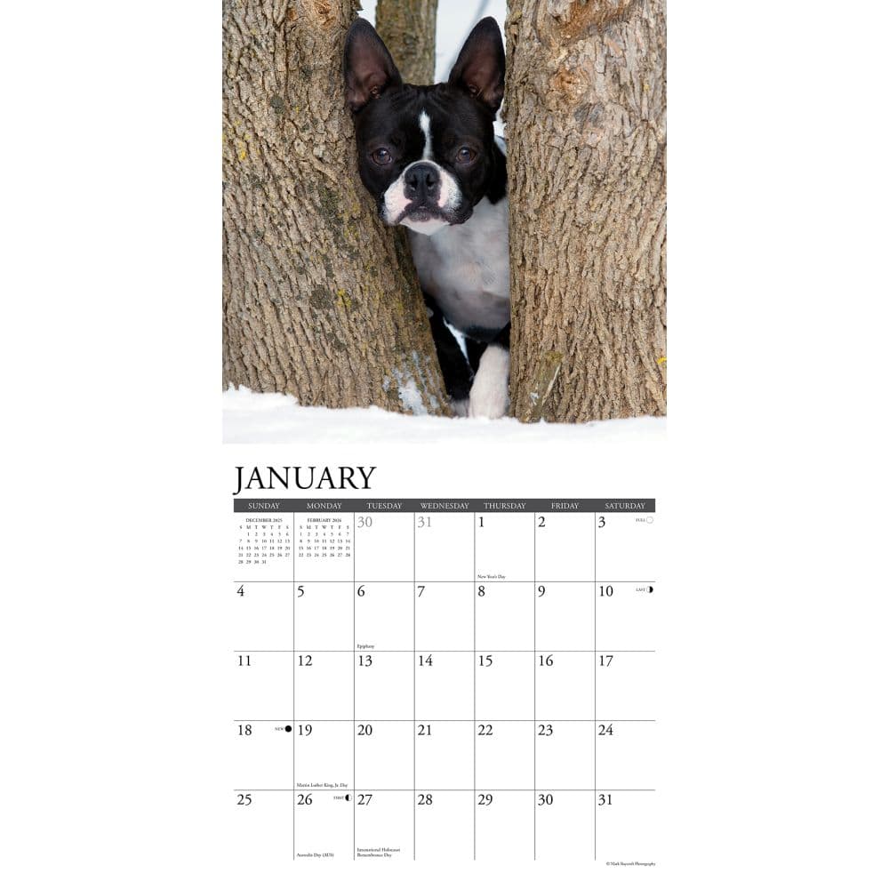 Just Boston Terriers 2026 Wall Calendar Second Alternate Image