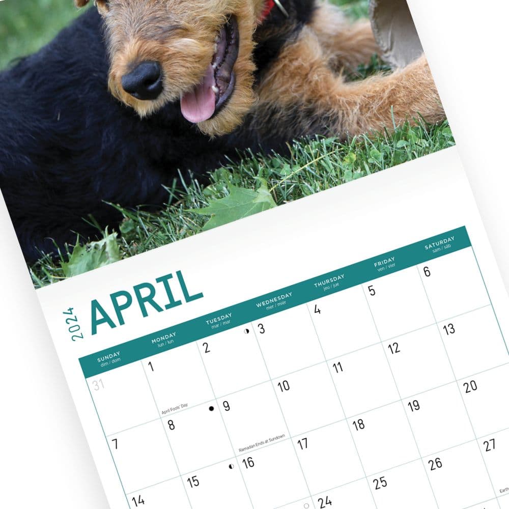 Airedale Terriers 2024 Wall Calendar