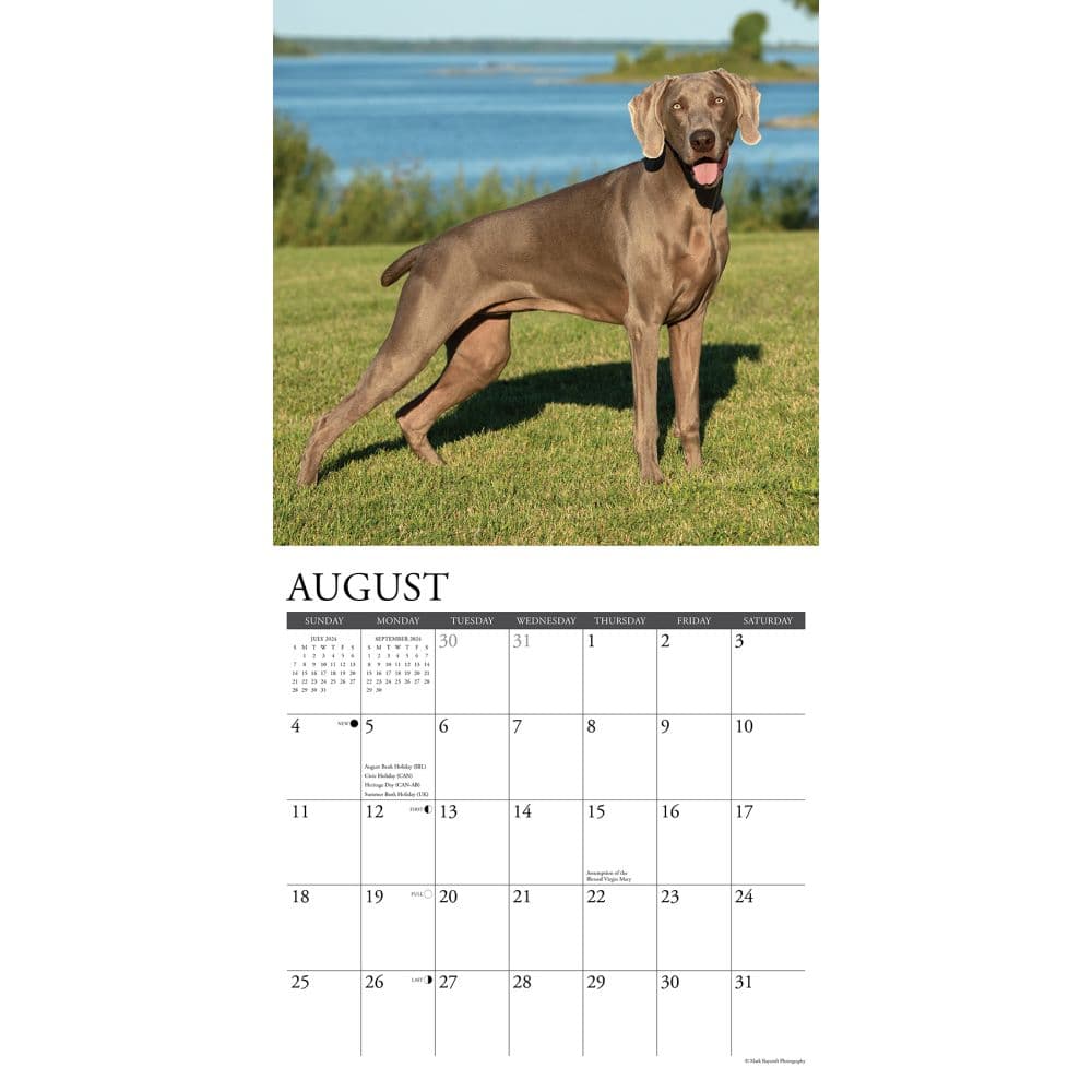 Just Weimaraners 2024 Wall Calendar