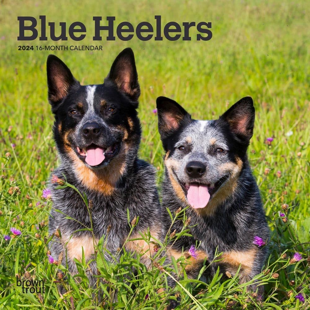 Blue Heelers 2024 Mini Wall Calendar Calendars Com   2211c6f1 58cb 4450 A957 3801e02f3b29