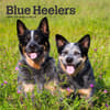 image Blue Heelers 2024 Mini Wall Calendar Main Product Image width=&quot;1000&quot; height=&quot;1000&quot;