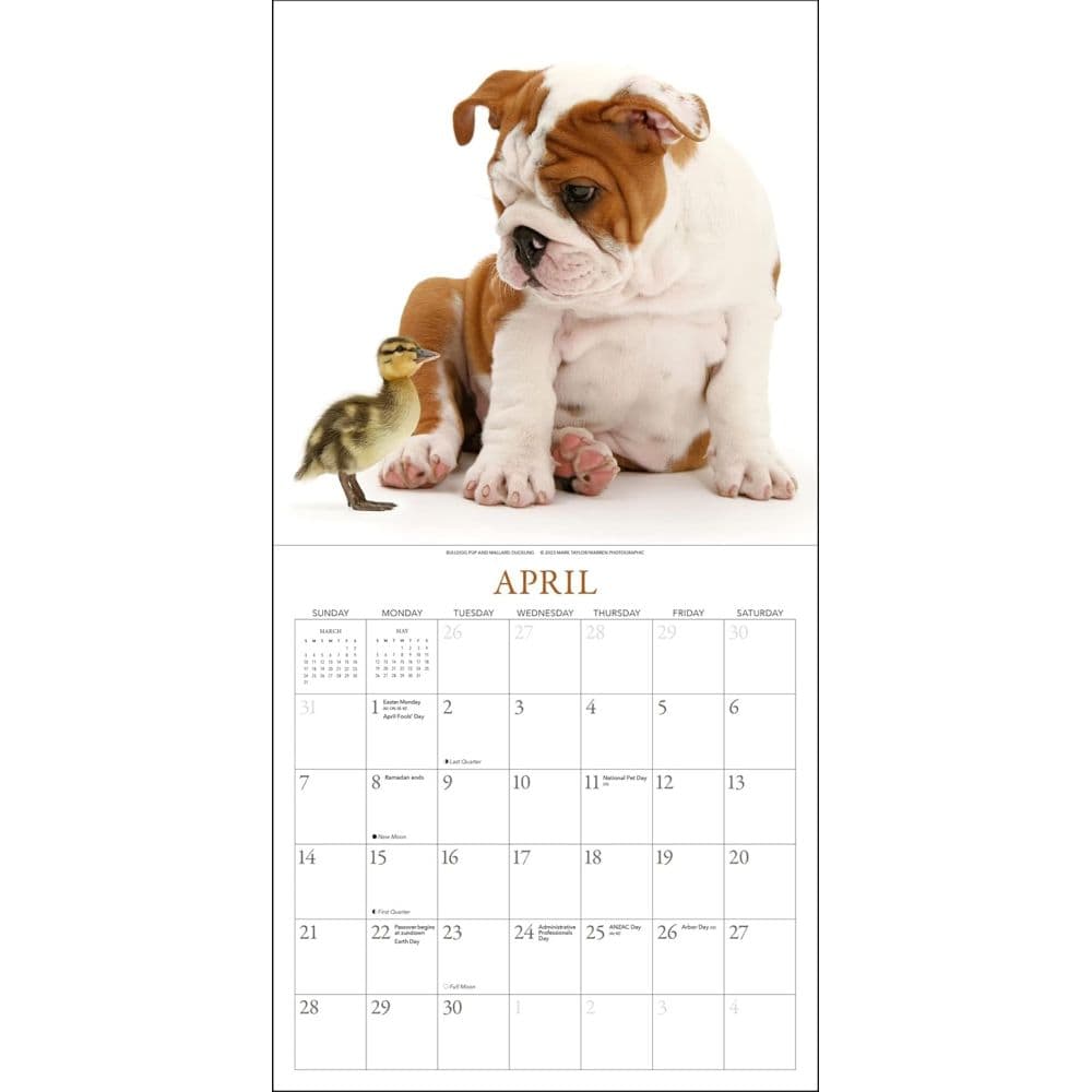 Puppies &amp; Friends 2024 Wall Calendar Third Alternate Image width=&quot;1000&quot; height=&quot;1000&quot;