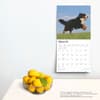 image Bernese Mountain Dogs 2025 Wall Calendar Third Alternate Image width=&quot;1000&quot; height=&quot;1000&quot;