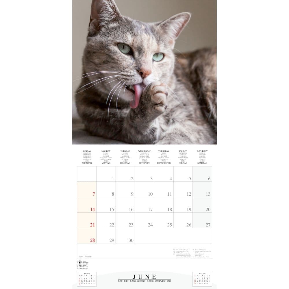 Cool Cats 2026 Wall Calendar Third Alternate Image