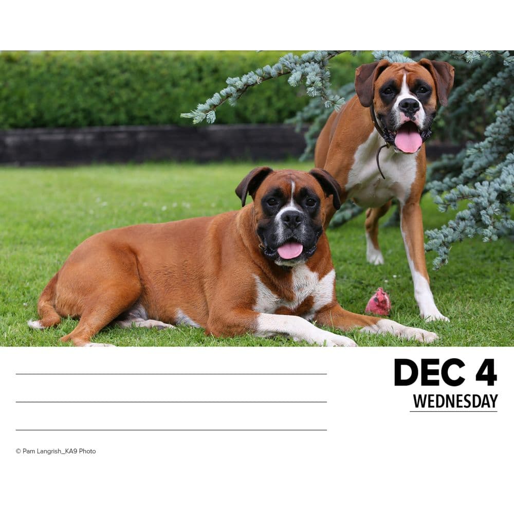 Just Boxers 2024 Desk Calendar