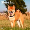 image Shiba Inu 2025 Wall Calendar Main Image