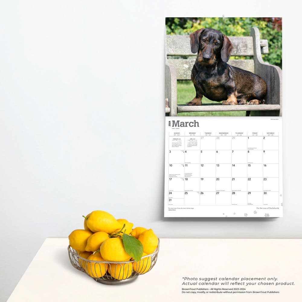 Dachshunds Deluxe 2024 Wall Calendar