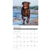 image Just Chocolate Labs 2025 Wall Calendar Second Alternate Image width=&quot;1000&quot; height=&quot;1000&quot;