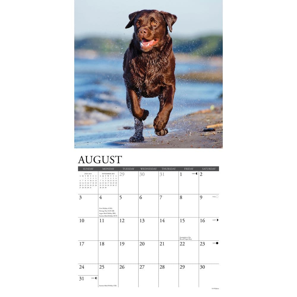 Just Chocolate Labs 2025 Wall Calendar Second Alternate Image width=&quot;1000&quot; height=&quot;1000&quot;