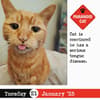 image Bad Cat 2025 Page-a-Day Desk Calendar Third Alternate Image