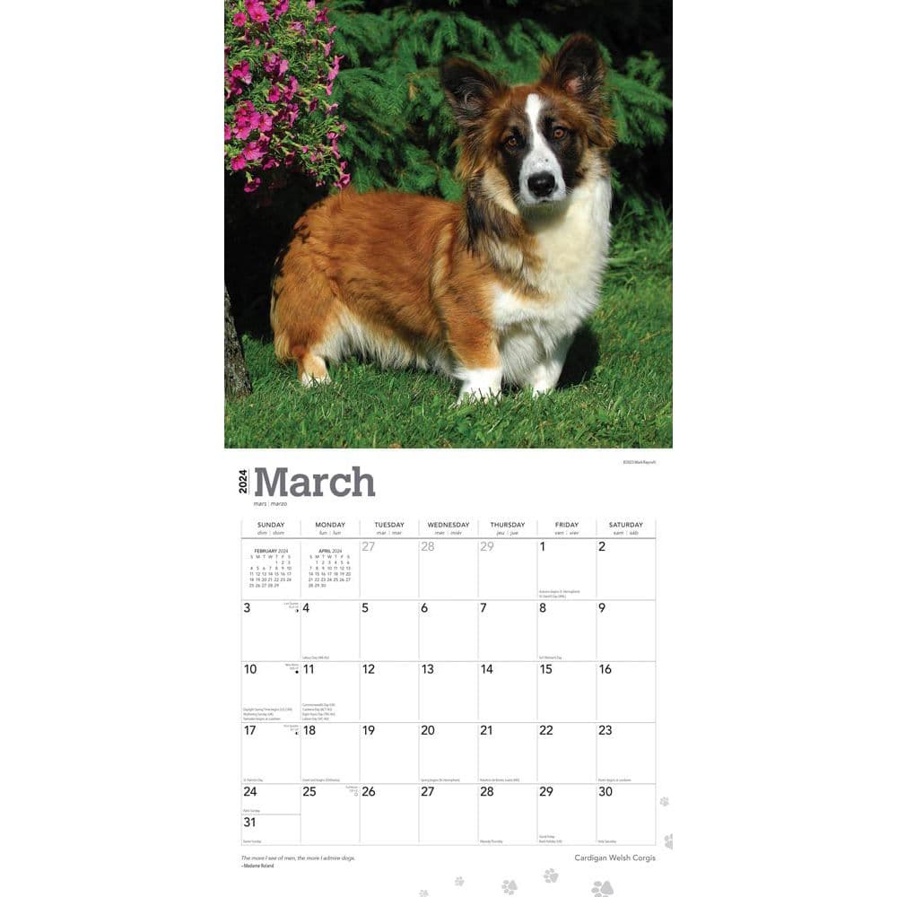 Welsh Cardigan 2024 Wall Calendar