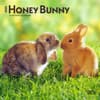 image Honey Bunny 2025 Mini Wall Calendar Main Image