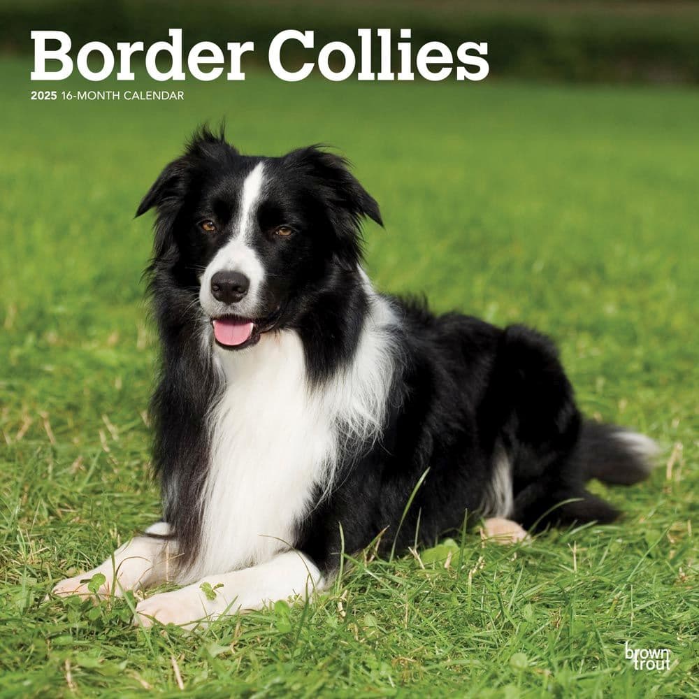 Border Collies 2025 Wall Calendar