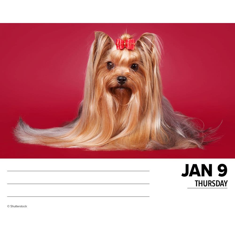 Just Yorkies 2025 Desk Calendar Second Alternate Image