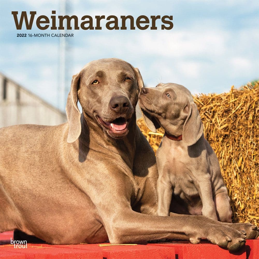Weimaraners 2022 Wall Calendar