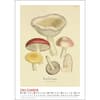 image Mushroom Poster 2025 Wall Calendar