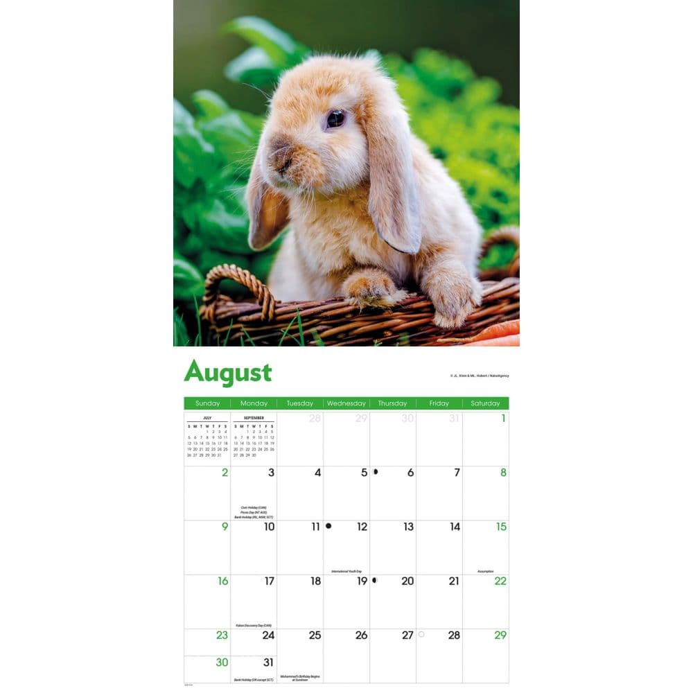 Rabbits 2026 Wall Calendar Fourth Alternate Image