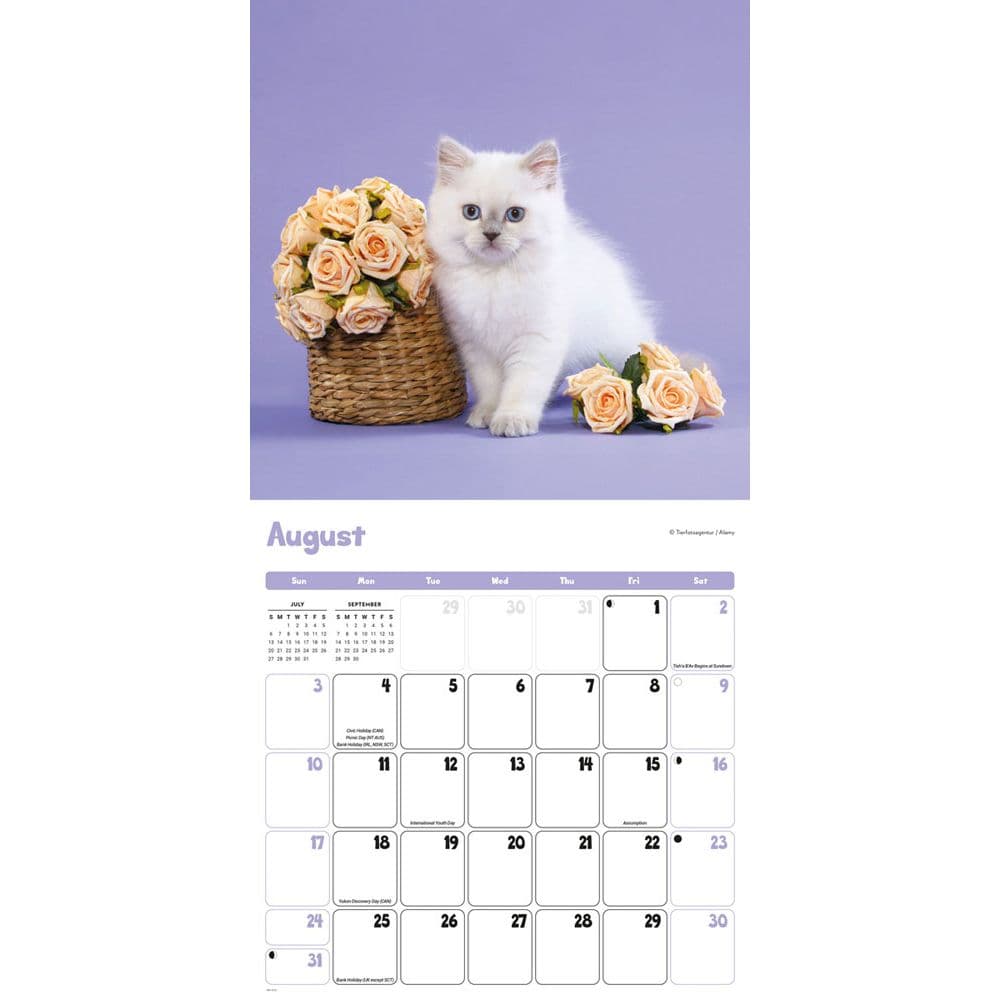 Kittens Curious 2025 Wall Calendar Third Alternate Image width=&quot;1000&quot; height=&quot;1000&quot;