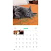 image Cats on Catnip 2024 Wall Calendar Alternate Image 2