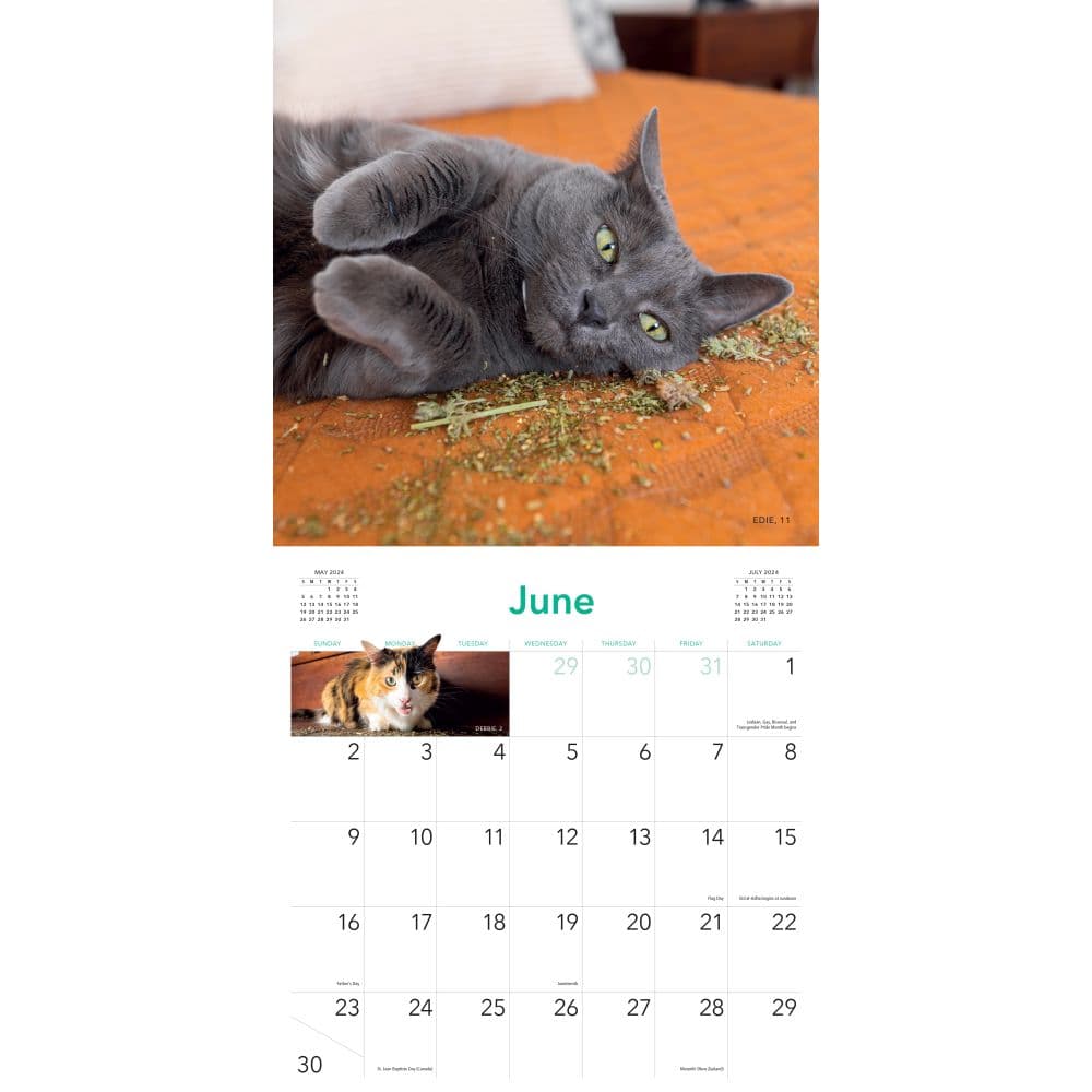 Cats on Catnip 2024 Wall Calendar