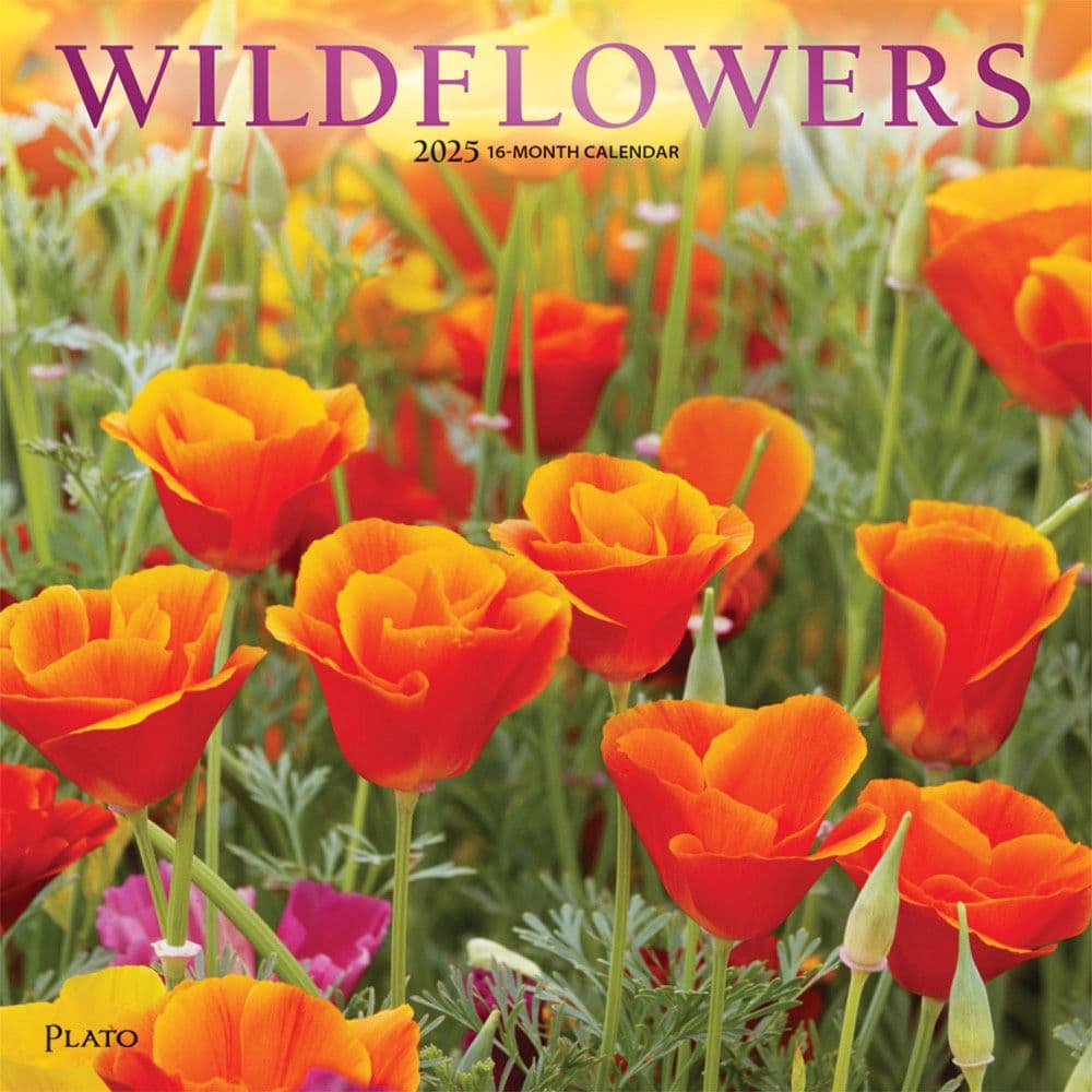 Wildflowers Plato 2025 Wall Calendar