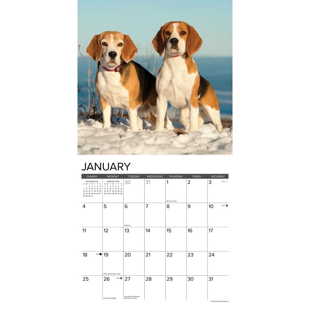 Just Beagles 2026 Wall Calendar Second Alternate Image